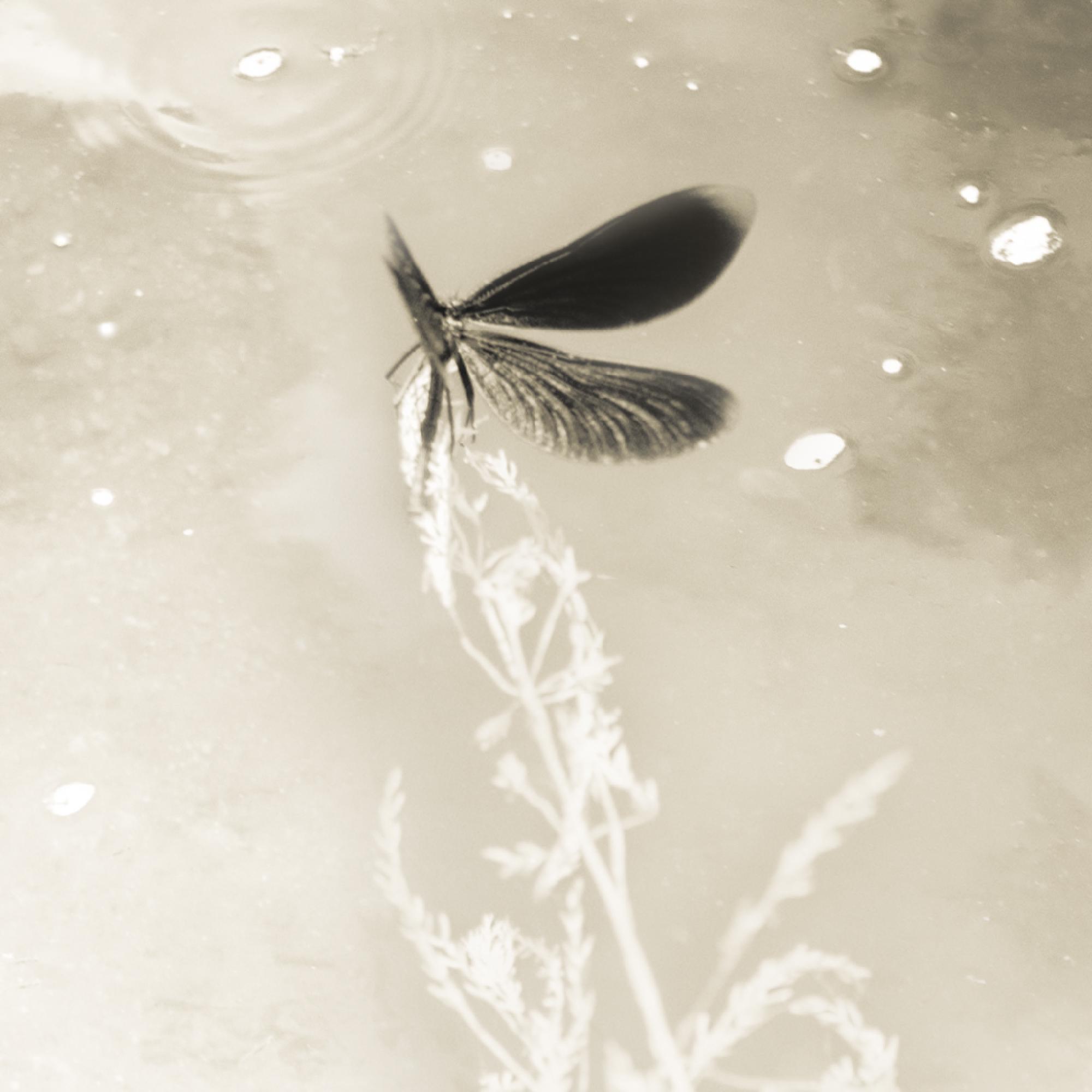 Featured image of post Nearby