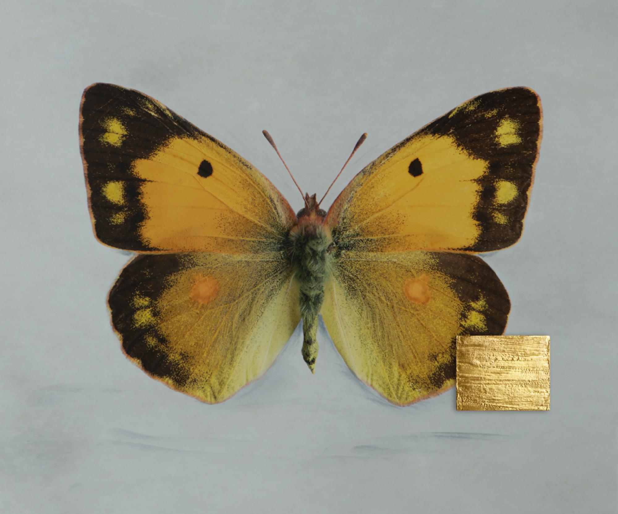 Featured image of post When Silence Takes Flight