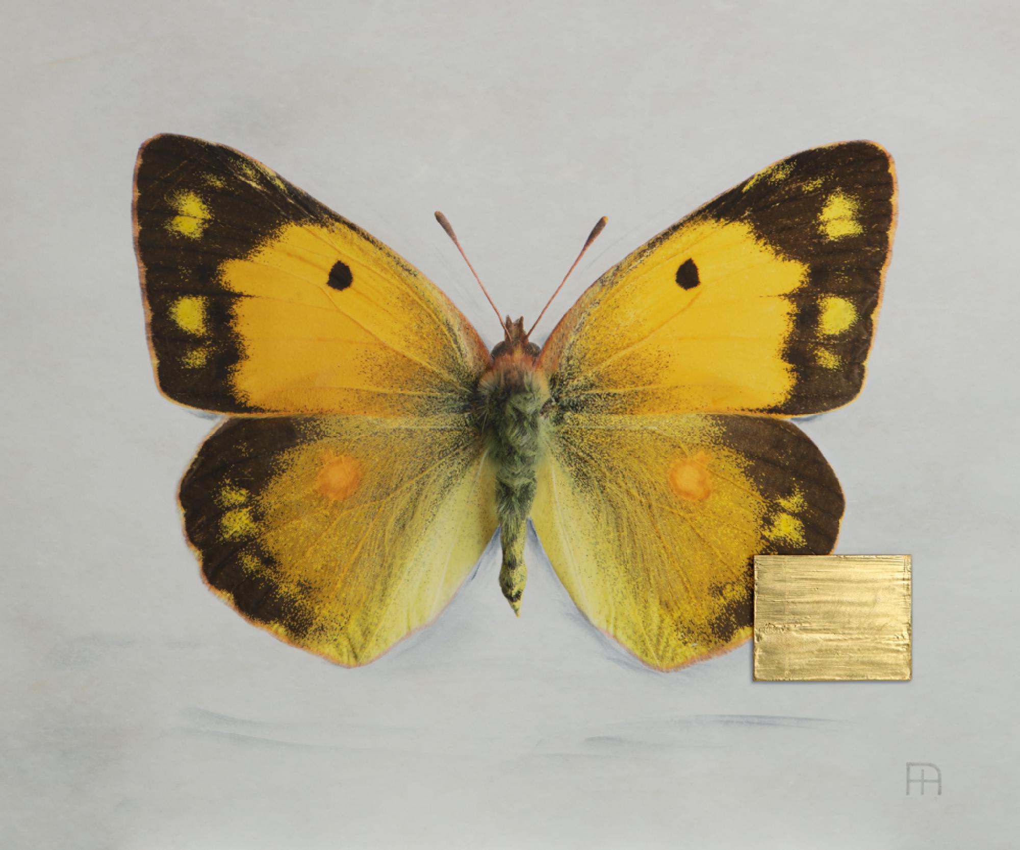 Featured image of post When Silence Takes Flight